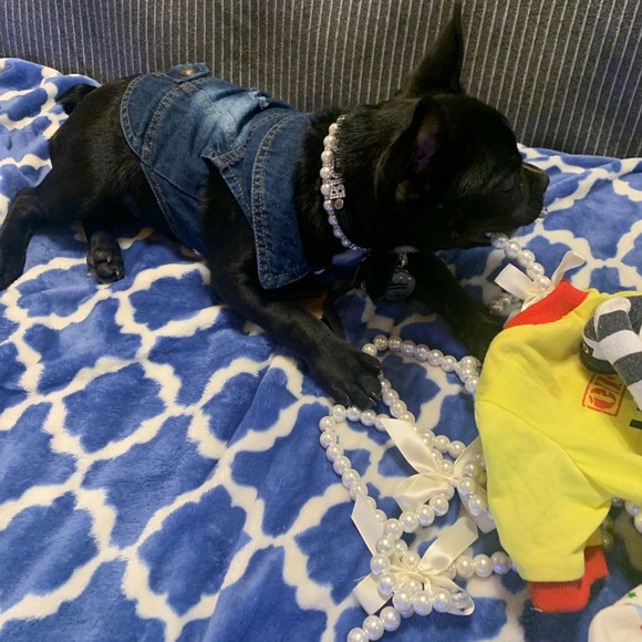 COPY - Dog denim jean jacket - Picture 2 of 12